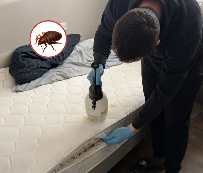 Technicien traitant un matelas contre les punaises de lit à Moret-Loing-et-Orvanne